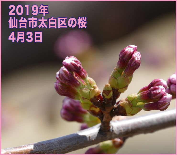 2019年 仙台市太白区の桜_4月3日(開花2日前)