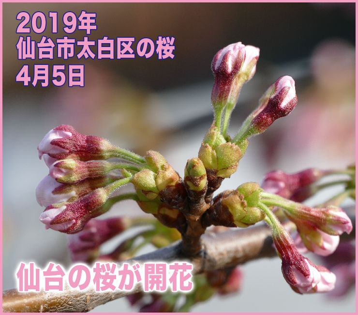 2019年 仙台市太白区の桜_4月5日(開花日)