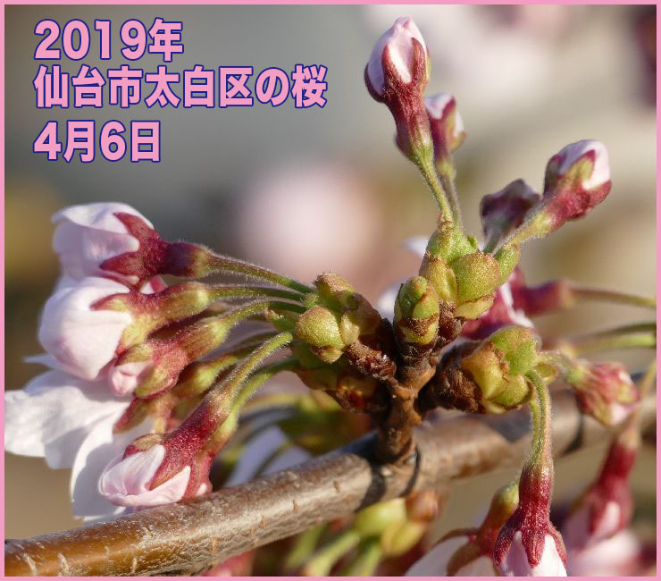 2019年 仙台市太白区の桜_4月6日(開花日の翌日)