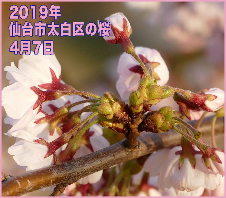 2019年 仙台市太白区の桜_4月7日(開花日の2日目)