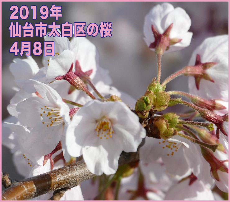 2019年 仙台市太白区の桜_4月8日(開花日の3日目)