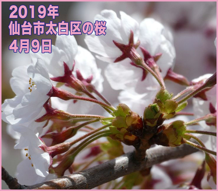 2019年 仙台市太白区の桜_4月9日(開花日の4日目)