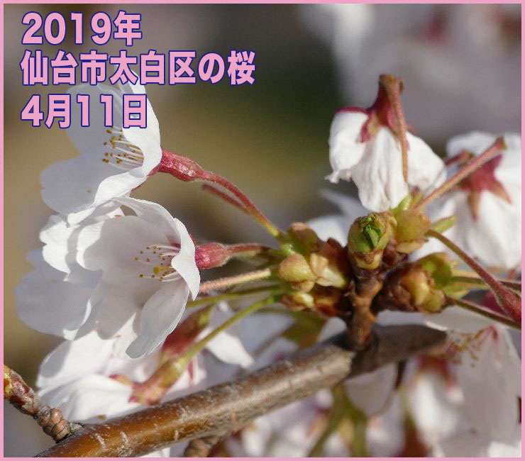 2019年 仙台市太白区の桜_4月11日(開花日の6日目)