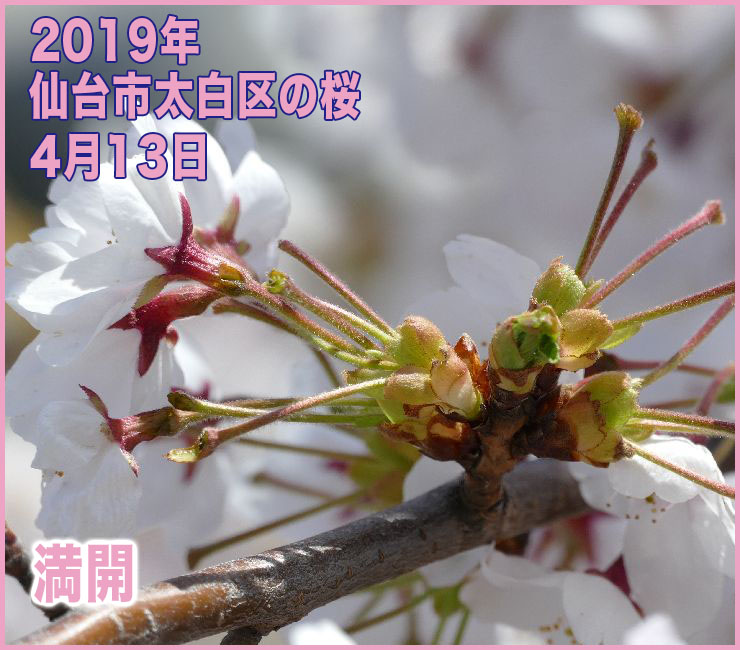 2019年 仙台市太白区の桜_4月13日(開花日の8日目)