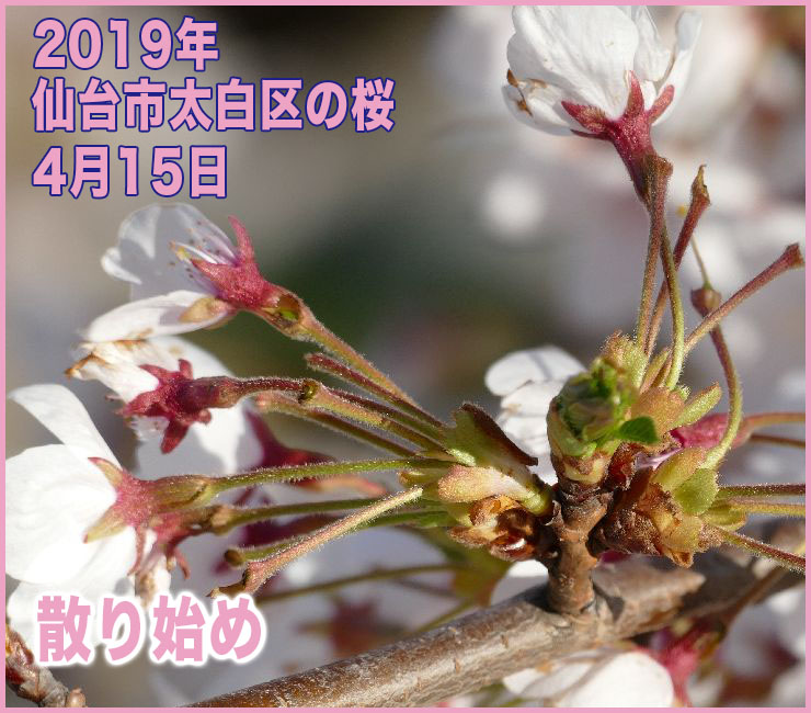 2019年 仙台市太白区の桜_4月15日(開花日の10日目)
