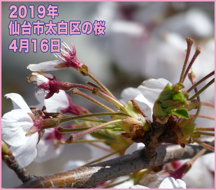 2019年 仙台市太白区の桜_4月16日(開花日の11日目)
