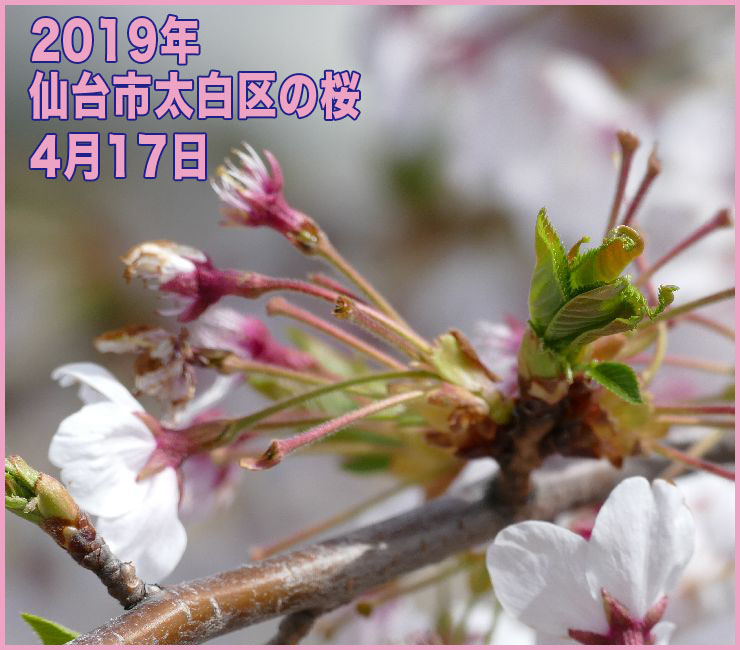 2019年 仙台市太白区の桜_4月17日(開花日の12日目)