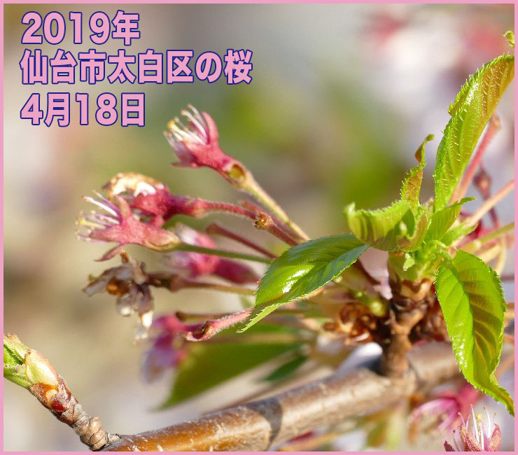 2019年 仙台市太白区の桜_4月18日(開花日の13日目)