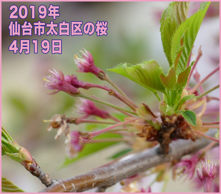 2019年 仙台市太白区の桜_4月19日(開花日の14日目)