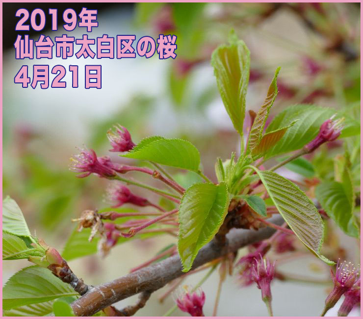 2019年 仙台市太白区の桜_4月21日(開花日の17日目)