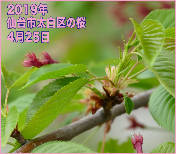 2019年 仙台市太白区の桜_4月25日(開花日の21日目)